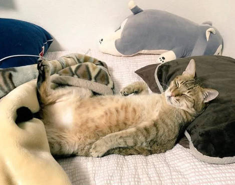 今天讲的就是一只猫咪霸占主人的床的搞笑故事.