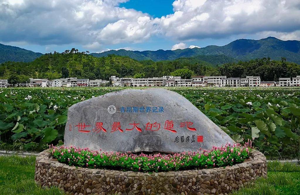 莲商会带你领略广昌白莲之乡姚西村