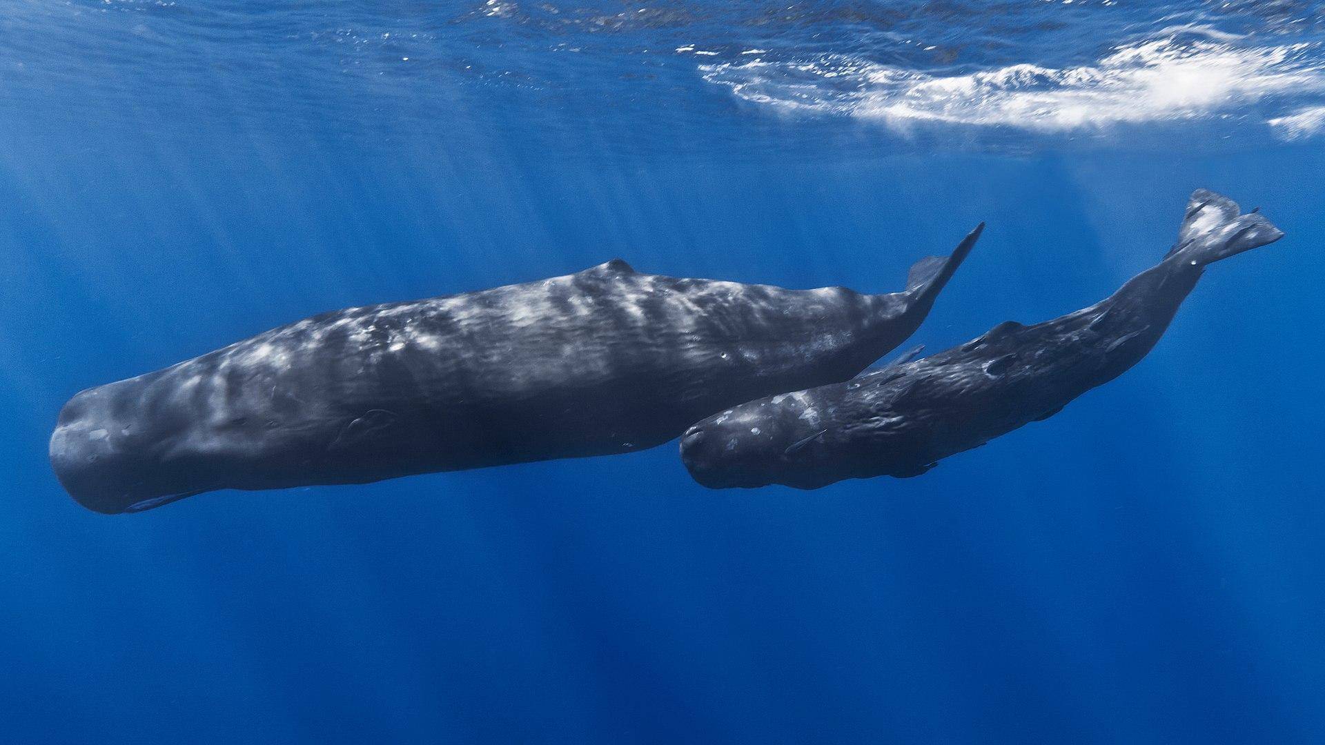 巨型海怪大王乌贼,体长20米,为什么沦为了抹香鲸的盘中餐?