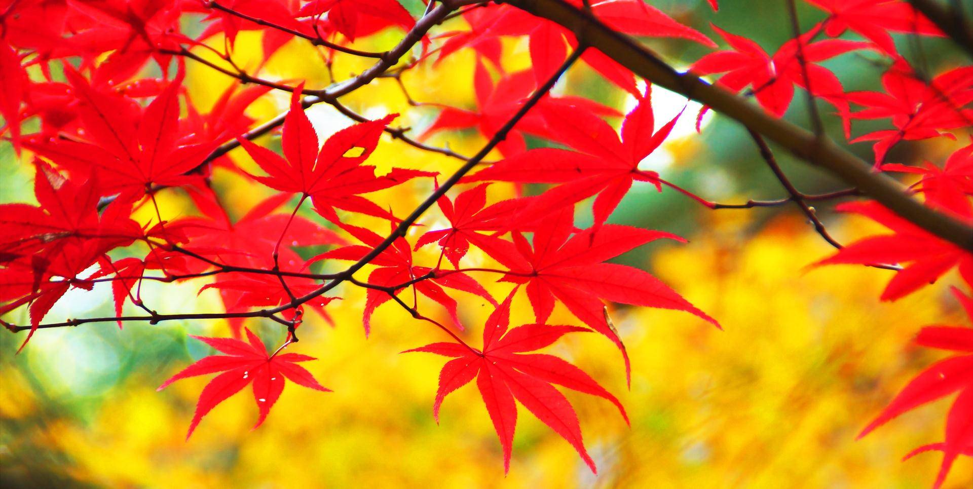 北京香山具有皇家园林特色,红叶只因太红而招蜂引蝶,速赏附攻略