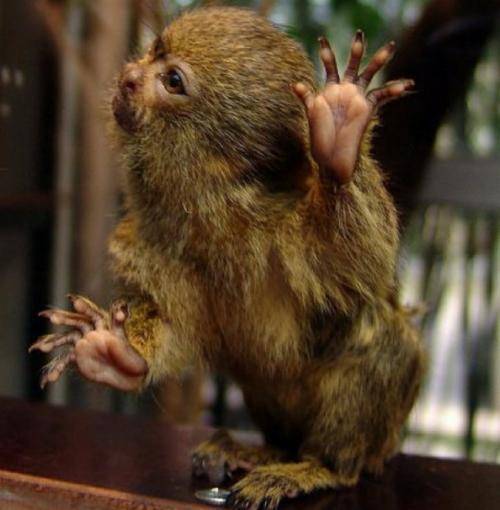 世界上最大的猫头鹰有多大图片 a775f71e045c4b9698af52975b501d7c.jpeg