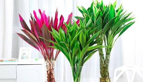 富贵竹几月份养最好 c49bbeb79f6c49a29a95ac284285d995.jpeg