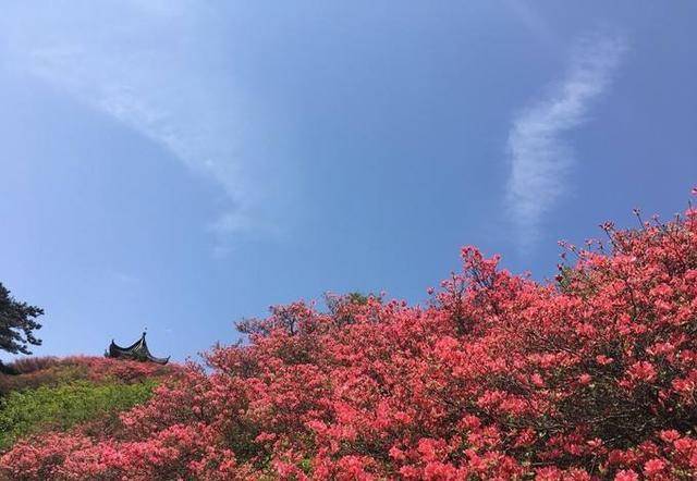 原创湖北麻城龟峰山杜鹃花红遍山脉,10万亩花海赏心悦目,赏花正当时