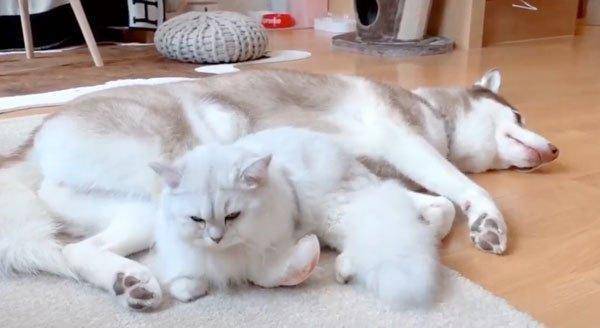 猫咪怎么才能亲近自己 ae338de8c4314603aea474ed3c15db36.jpeg