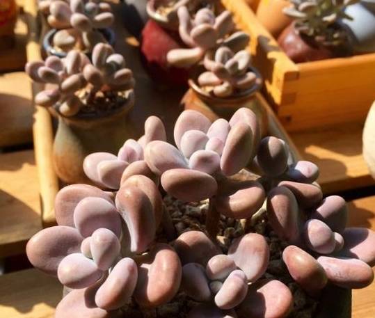 多肉小花盆适合养的植物 eb0c12dcdff040b0acfeb0e165b06685.jpeg