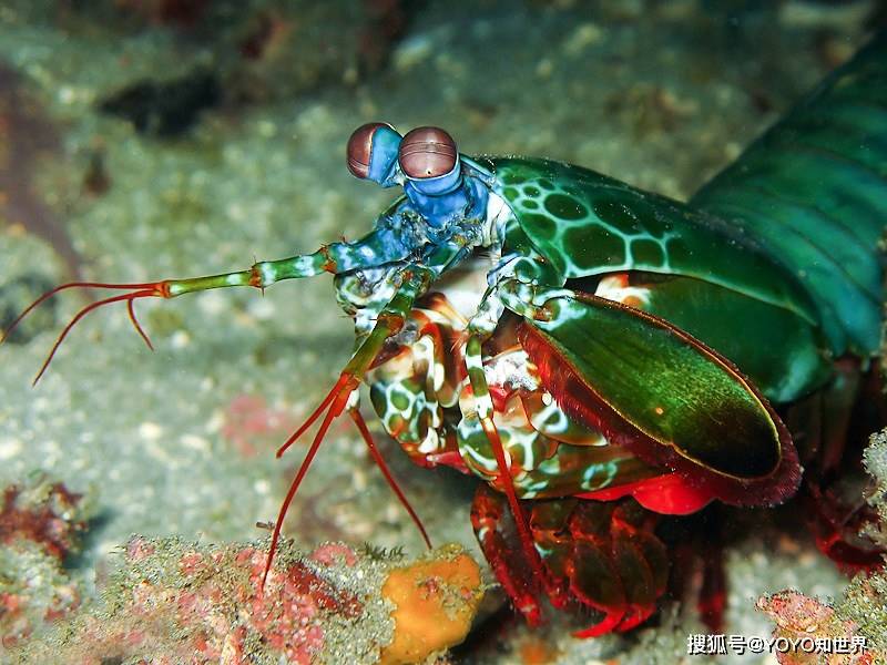 世界上最凶猛的虾,养它要用防弹玻璃装置,被称为"海中