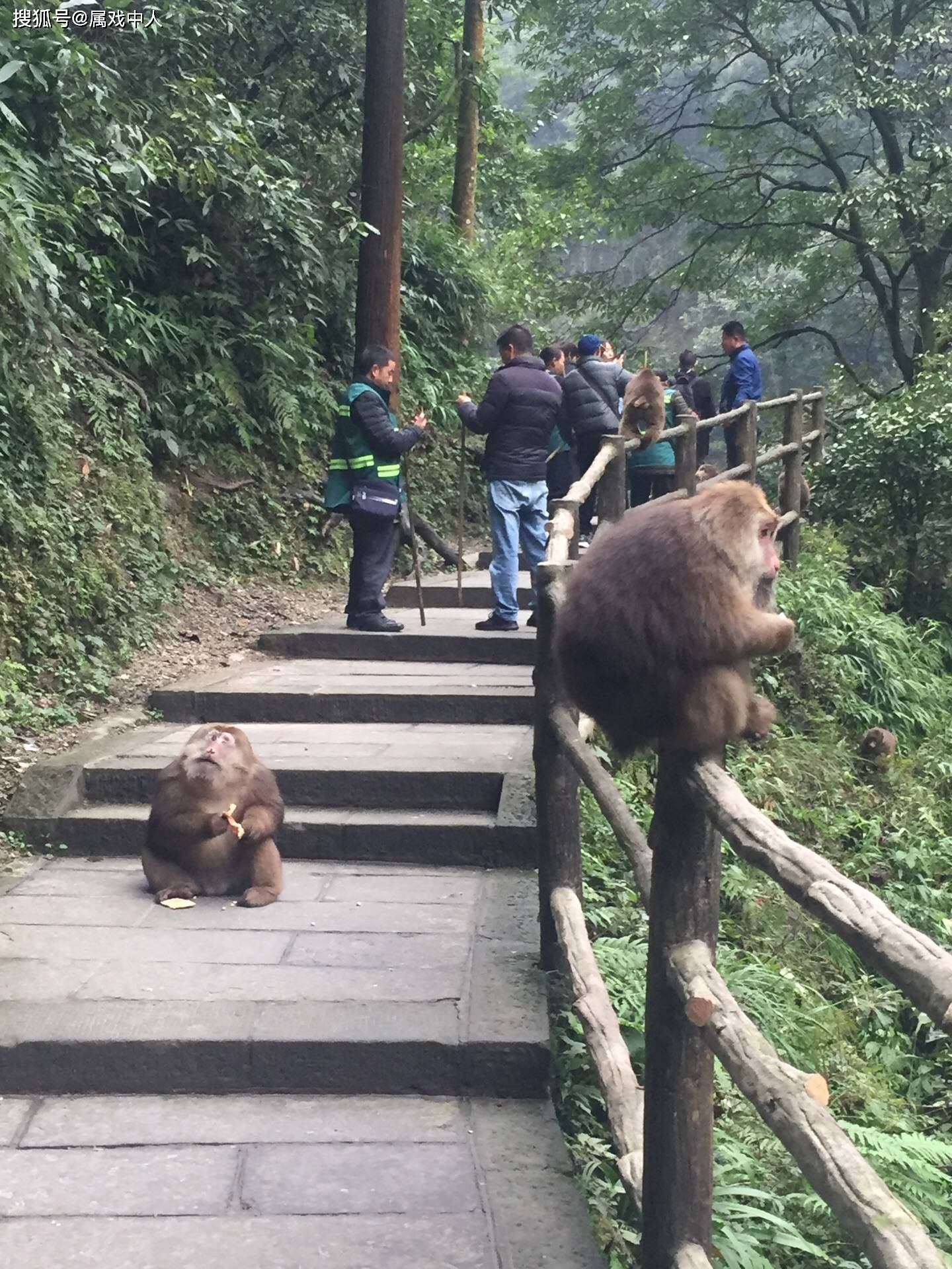 想走就走的旅行打卡峨眉山游我国目前最大的野生自然生态猴区