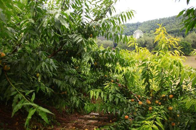 彭山|桃中极品，口口香甜彭山黄桃