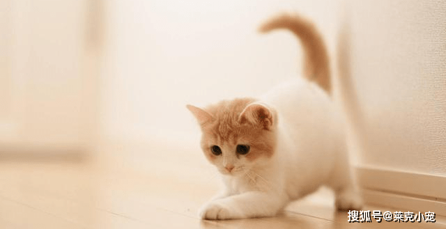 各个年龄段的猫咪 42ca0c62ffa24a28a1392b66ef4fc244.png