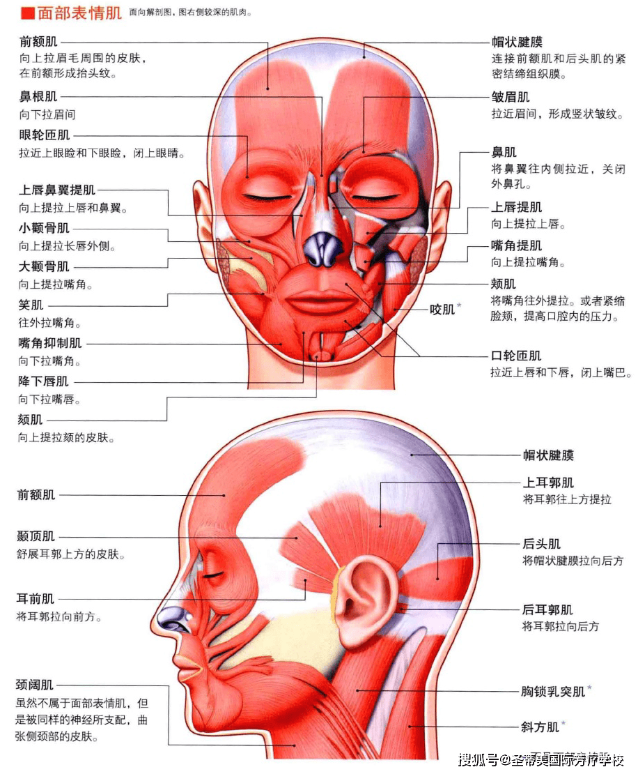 头颈部的肌肉解剖图 naha国际芳疗师认证考试_手机搜狐网