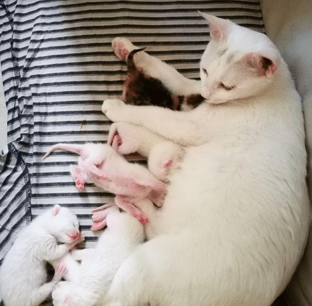 猫妈妈生下小猫崽后铲屎官呆住了小猫崽色差还能这么大