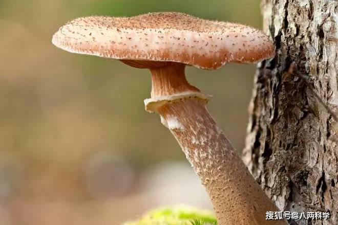 世界上已知最大生物,蓝鲸在它们面前,只能算是"弟中弟!