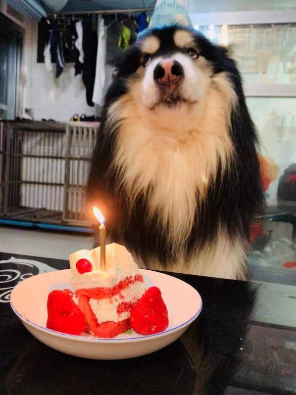 狗狗怎么驱虫多久驱一次 b378559ea4a1466282686342c41982d5.jpeg