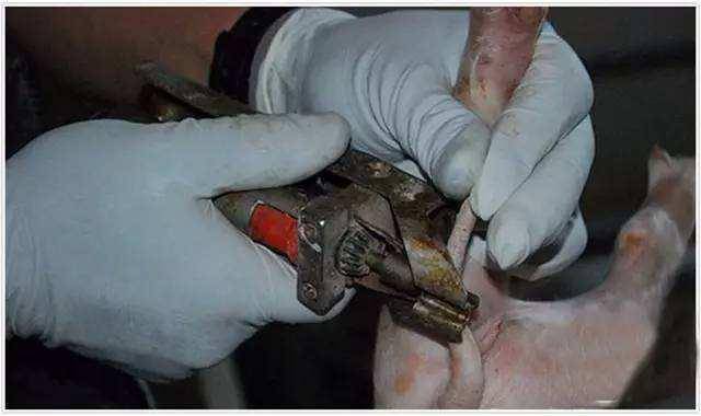 怎么才能长出尾巴 38c45ef5fbc64f52b42d6daa9339e75c.jpeg