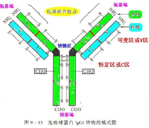 免疫球蛋白M低说明什么 784e8e24bdc34e5c9c360fd95987db75.jpeg