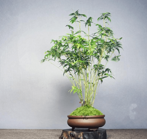 4种冷门竹子,造型飘逸潇洒,今年大家都在养!_盆景