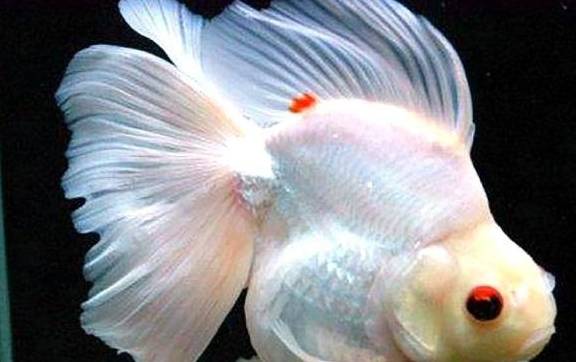 怎么看金鱼有没有寄生虫 190a36d8611a439b991ca4faf38b8f21.jpeg