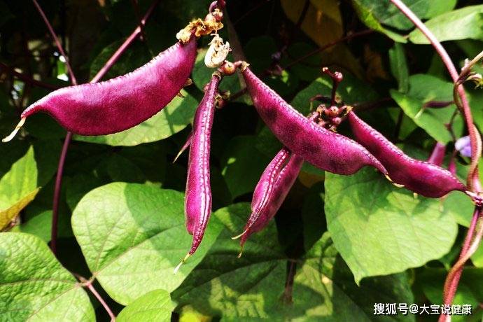 1,红扁豆