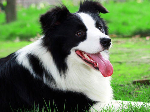 主人|怎么办【养宠经验】牧羊犬一直不长个子