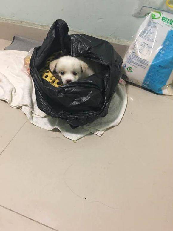 袋子|当狗狗探出脑袋的那一刻我心都醉了门口故意有人留下个袋子