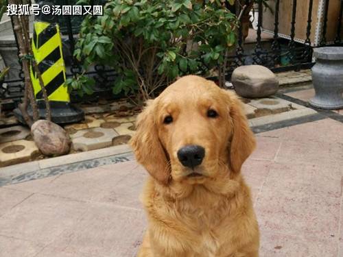 主人|【养宠经验】金毛淋雨以后会不会感冒