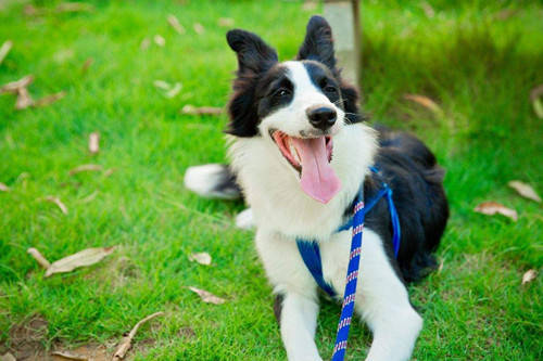 主人|怎么办【养宠经验】牧羊犬一直不长个子