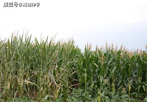 如何让土壤变软 f0f483708bec4e42a8a203cf1c532666.jpeg