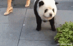 搞笑gif:孩子,你爸妈昨天是不是又吵着你睡觉了?