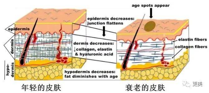 基因|承认吧，热巴的脸就是不行了！
