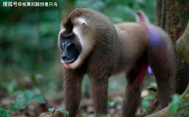 山魈是鬼狒吗?这两种活跃于民间传说中的生物,实际区别还挺大的