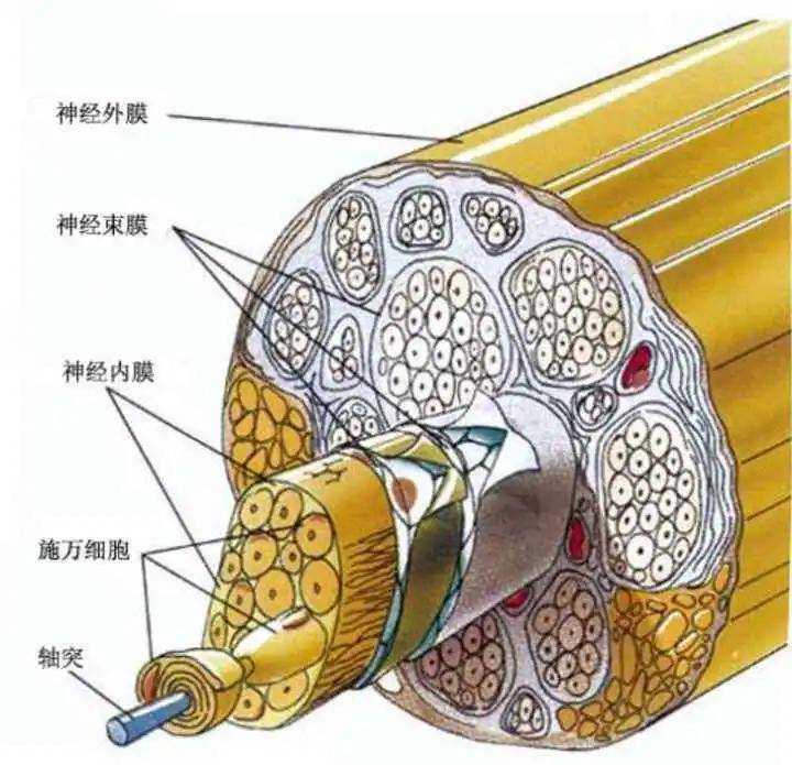 马尾神经综合征?原来是这样