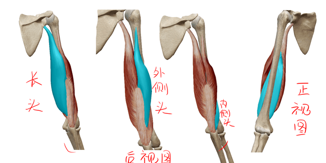 肱三头肌是上臂后肌群的伸肌,起点有三处:长头起自肩胛骨关节椎骨后