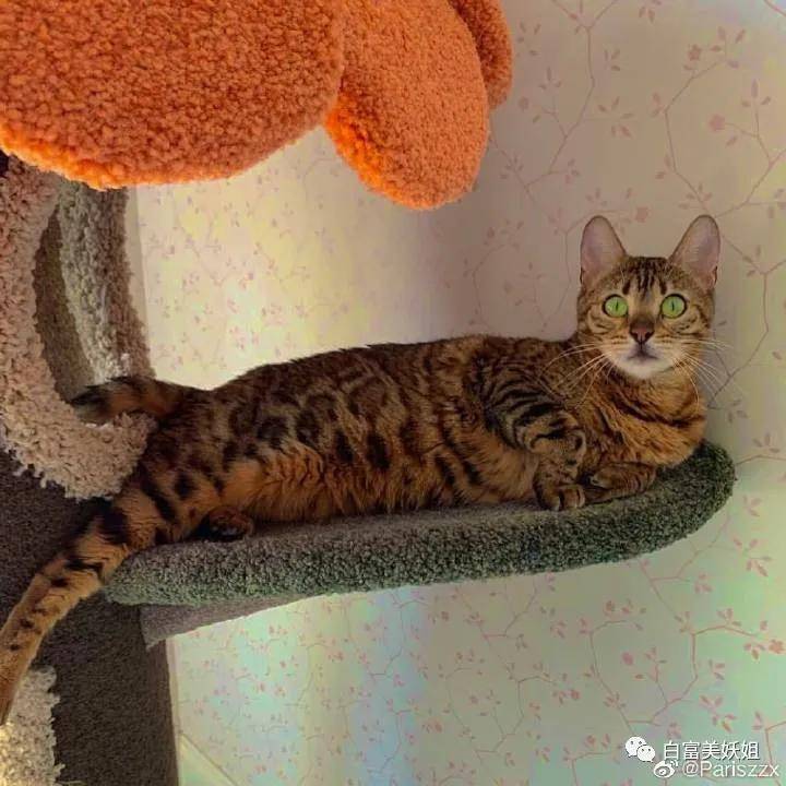 I'am|上海15岁富二代背景神秘不可说，王菲女儿都不敢抢她风头？