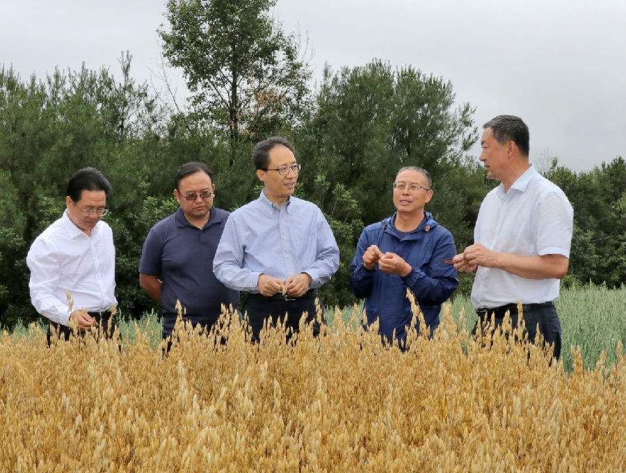 北京夫妻扎进深山种燕麦,农民从嫌弃到主动加入