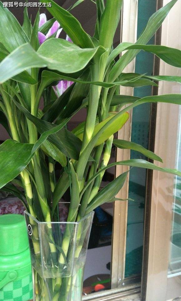 富贵竹几月份开花 c9ba65af1d144e49b2cb18d24fb932d9.jpeg