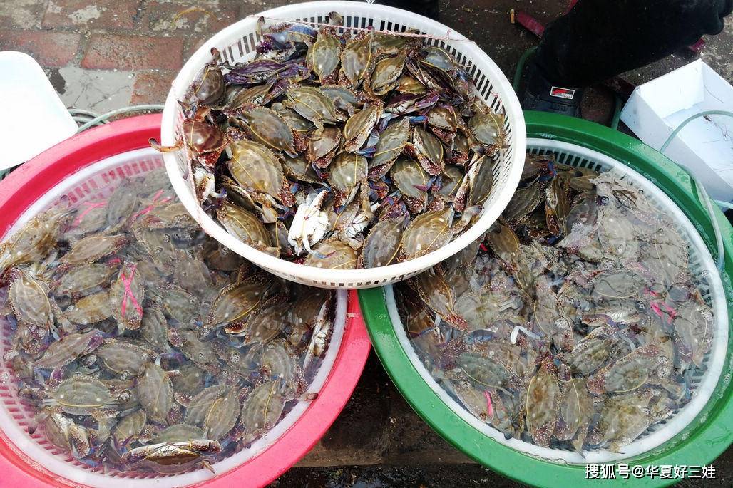 梭子蟹多少钱一斤今天市场价 52e76b4735554259af85dd12a7c9fa75.jpeg