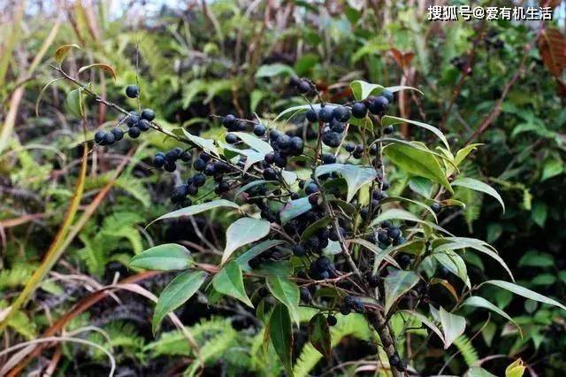 原创农村有一野果子,酷似蓝莓,人称"乌饭子",酸甜可口,秋季成熟