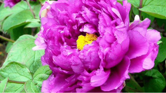 牡丹花一朵多少钱 dcd6d2c640d24273850ffe9aab645d65.png