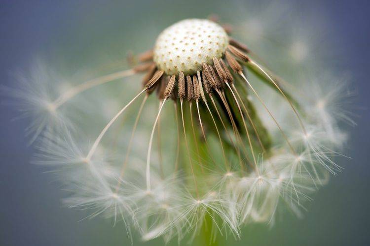 小黄花是蒲公英吗 23c32befdc8146ff92f682966d3eda6a.jpeg