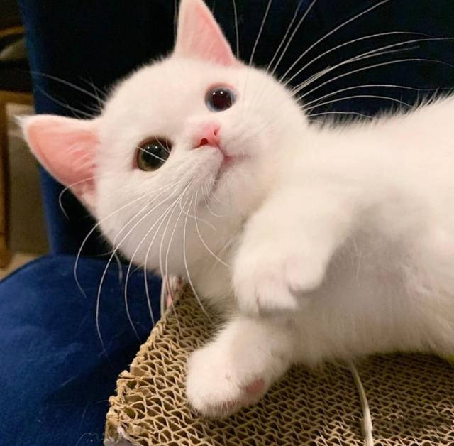 一只白色小奶猫,竟因逆天颜值火了:此猫只因天上有!