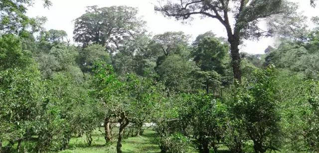 茶叶|【答疑解惑】普洱茶是绿茶还是红茶？