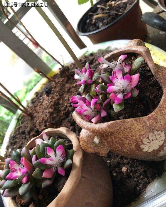 多肉种子怎么种才能活 c7e1132f924741acb2cde4fde912c777.jpeg