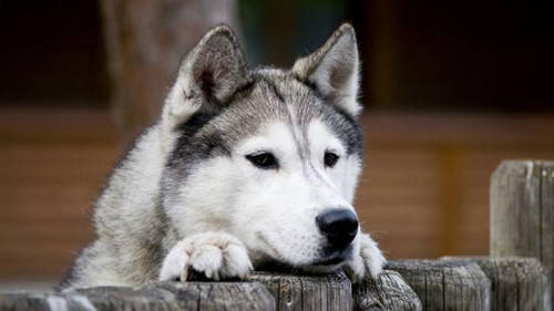 狗狗毛发粗糙没光泽 d144fb4195484144bc1fbf78dc6529dc.jpeg