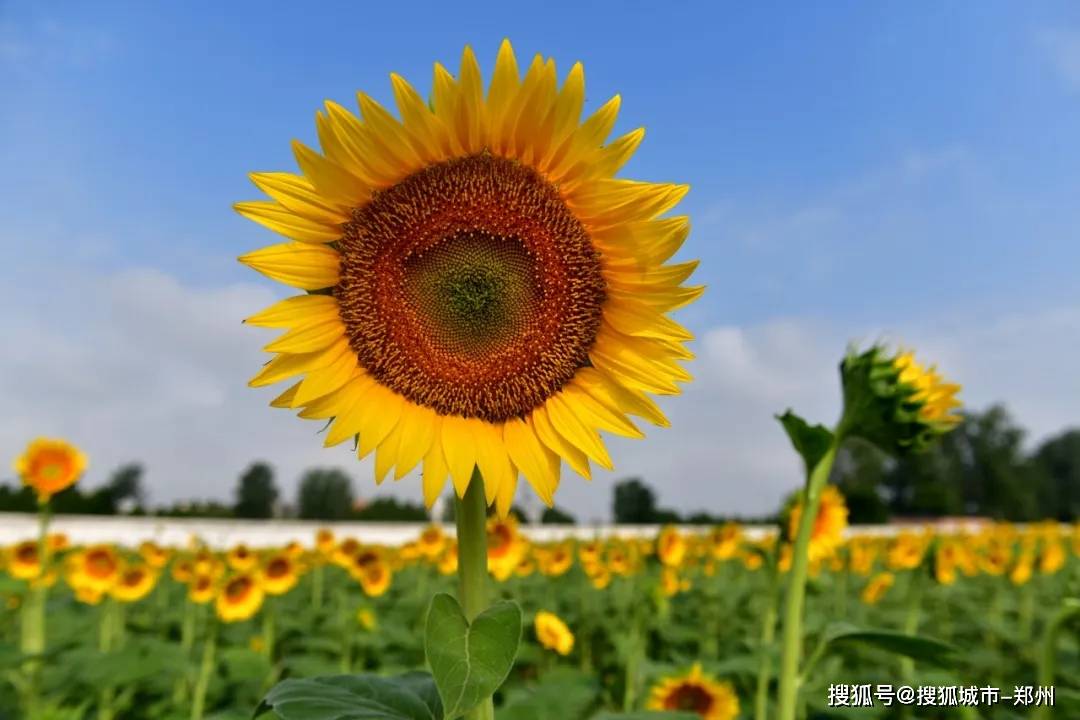 向阳葵花朵朵开,大美嵩县等您来