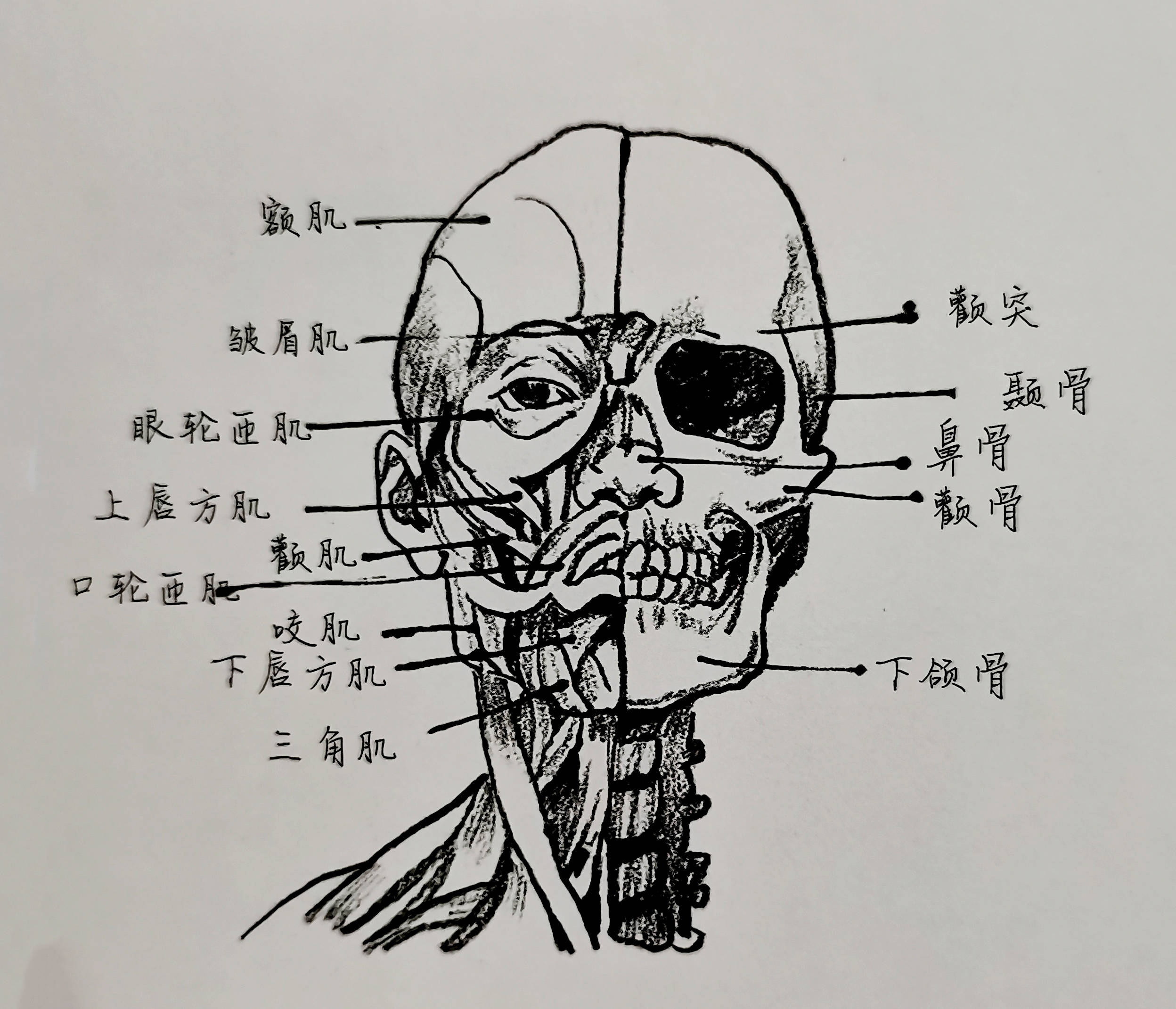 二,人体骨骼肌肉讲解 头部骨骼与肌肉图 头部肌肉主要包括表情肌和