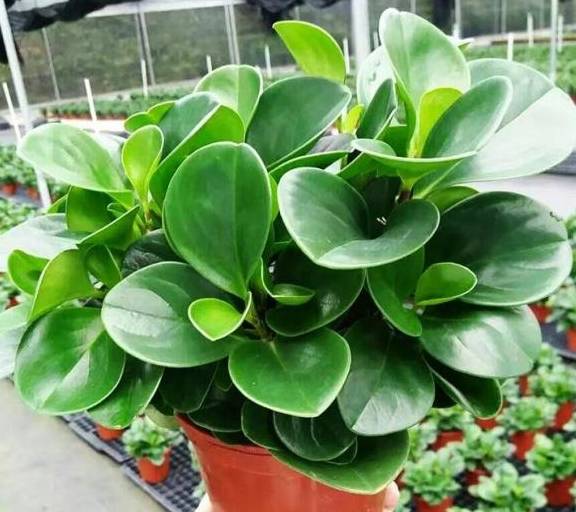 盆栽花怎么快速生根 9288c1d44a394aaba3210164279cb33f.jpeg