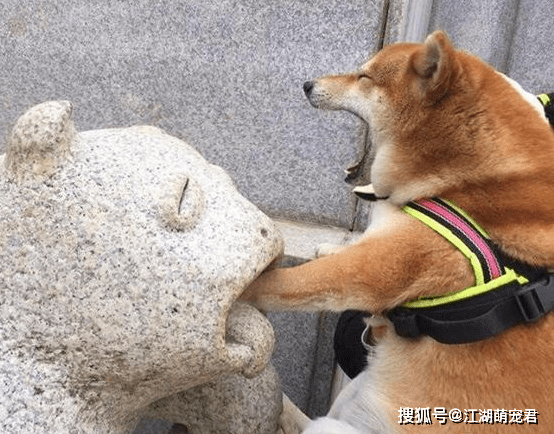 狗为啥会护食 afaf088822cf41baa690886bd8445786.png