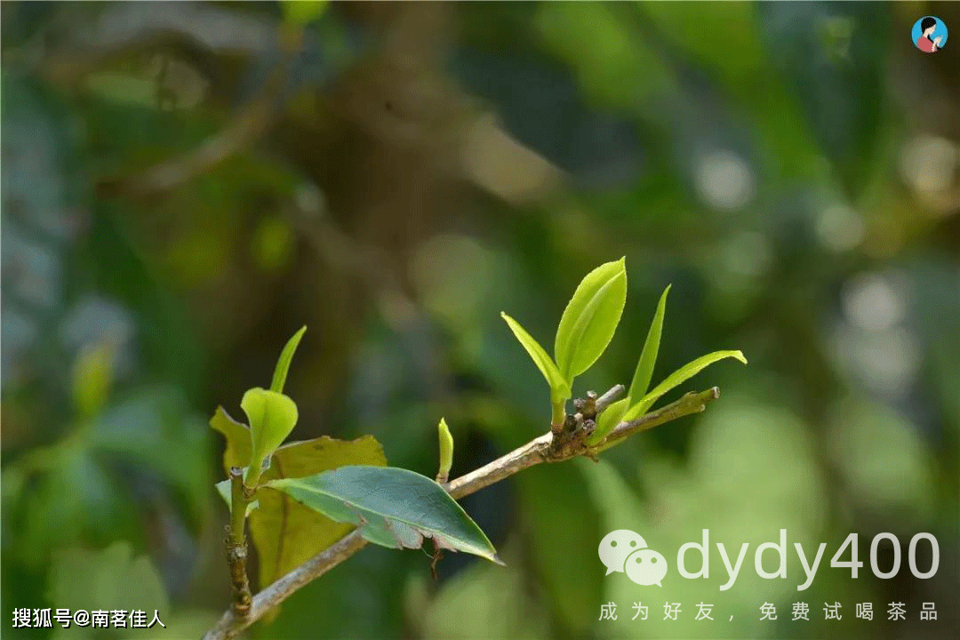 白茶|用对比告诉你：春茶、夏茶、秋茶到底有何区别？一口气品9款茶