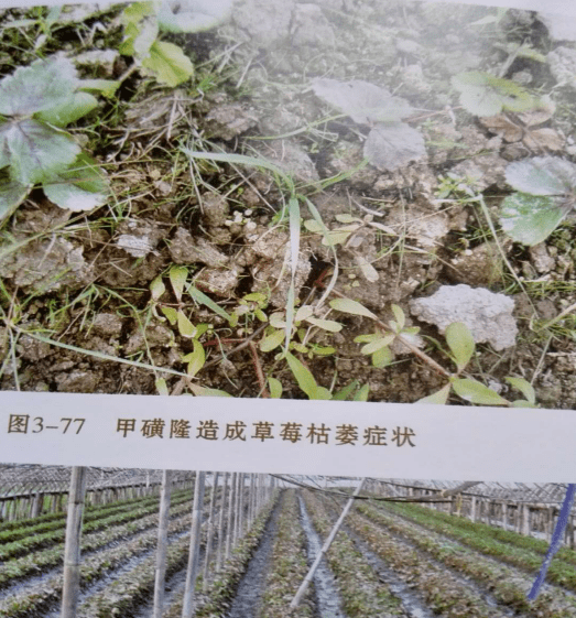 草莓药害的几种症状表现及补救措施