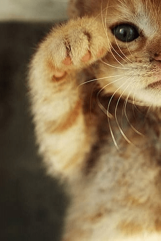 怎么画小猫爪子可爱 956cd49ec7544b8c983fba289224bb46.png
